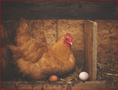 poules pondeuse