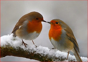 rouges gorges