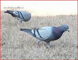 pigeons