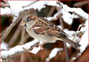 moineau