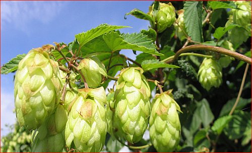 houblon