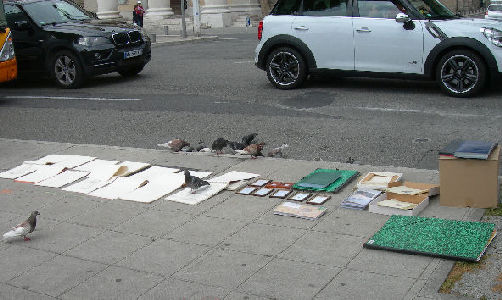 pigeons
