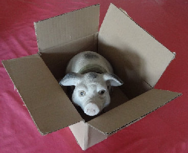 cochon 43b